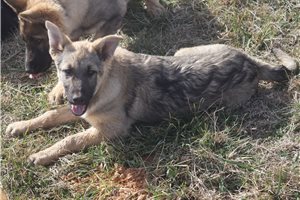 Camden - German Shepherd for sale