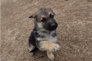 Cadet - puppy for sale