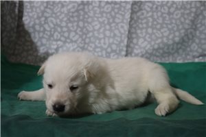 Norris - German Shepherd for sale