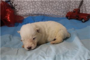 Maia - puppy for sale