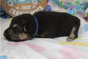 Charles - German Shepherd for sale