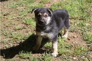 Charles - German Shepherd for sale
