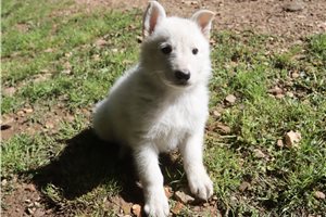 Charlotte - German Shepherd for sale