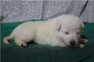 Nikki - German Shepherd for sale