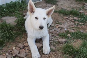 Norris - German Shepherd for sale