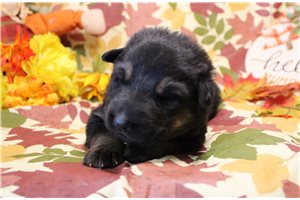 Ralph - German Shepherd for sale