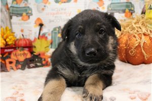 Lenin - German Shepherd for sale