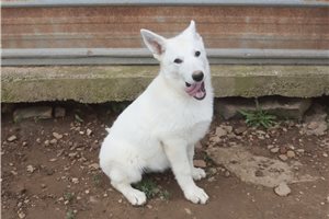 Mage - German Shepherd for sale