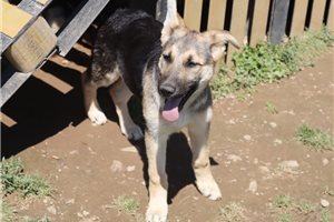 Odessa - German Shepherd for sale