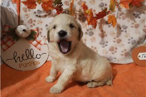 Aiden - puppy for sale