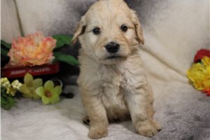 Gregory - Goldendoodle for sale