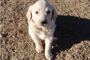 Albert - puppy for sale