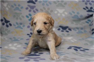 Garfield - Goldendoodle for sale