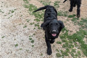 Akiro - Goldendoodle for sale