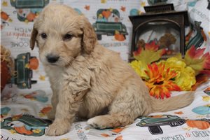 Grant - Goldendoodle for sale