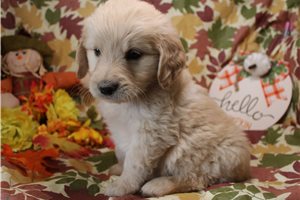 Gregory - Goldendoodle for sale