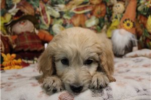 Garfield - Goldendoodle for sale