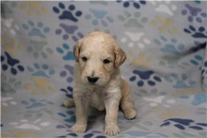 Gypsy - Goldendoodle for sale