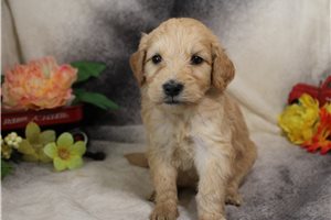 Garfield - Goldendoodle for sale