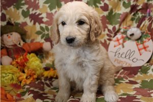 Gypsy - Goldendoodle for sale