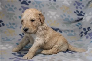Goliath - Goldendoodle for sale