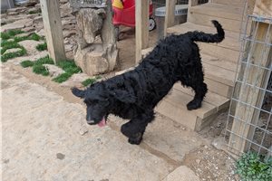 Acorn - Goldendoodle for sale