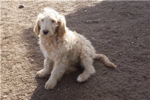 Abigail - Goldendoodle for sale