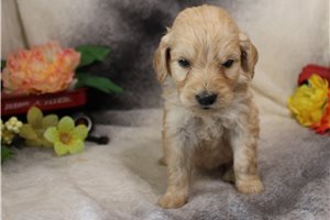 Goldie - Goldendoodle for sale