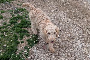 Abigail - Goldendoodle for sale