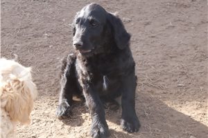 Akiro - Goldendoodle for sale