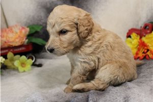 Goliath - Goldendoodle for sale