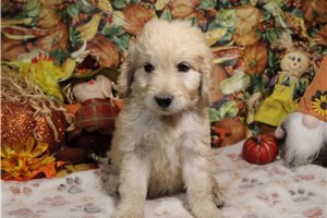 Goldie - Goldendoodle for sale