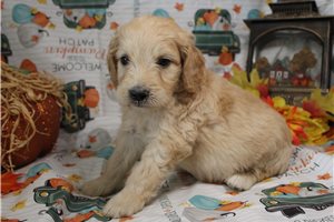 Garfield - Goldendoodle for sale