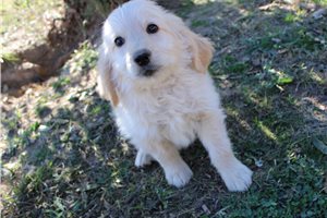 Gregory - Goldendoodle for sale