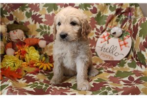 Goliath - Goldendoodle for sale