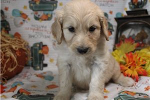 Gretchen - Goldendoodle for sale
