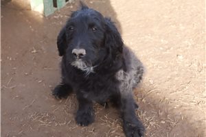 Acorn - Goldendoodle for sale