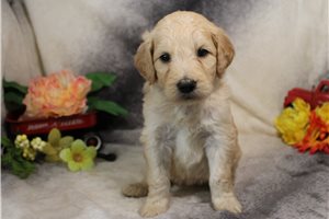 Gypsy - Goldendoodle for sale