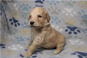 Grant - Goldendoodle for sale