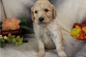 Gretchen - Goldendoodle for sale