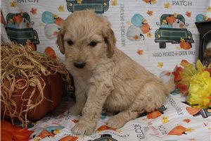 Goliath - Goldendoodle for sale
