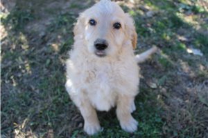 Grant - Goldendoodle for sale