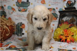 Gypsy - Goldendoodle for sale