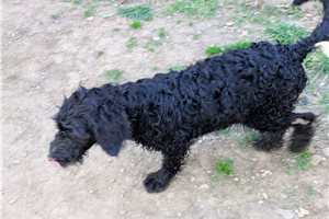 Acorn - Goldendoodle for sale