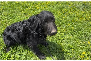 Akiro - Goldendoodle for sale