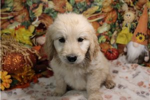 Gregory - Goldendoodle for sale