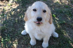 Gretchen - Goldendoodle for sale
