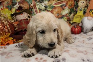 Georgia - Goldendoodle for sale