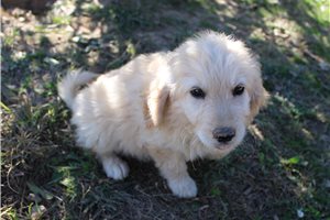 Goldie - Goldendoodle for sale