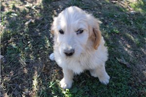 Garfield - Goldendoodle for sale